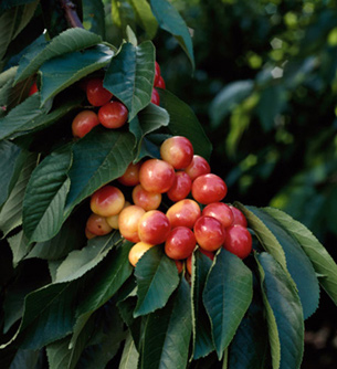 Ranier Cherries Photo