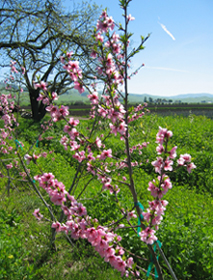 Peach tree bloooming photo